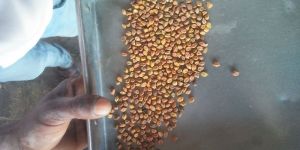 Black Chickpeas
