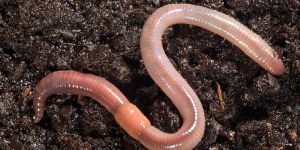 Earthworm