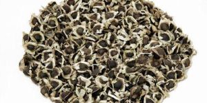 MORINGA  OLEIFERA SEEDS