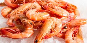 Fresh Prawn Fish
