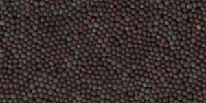 Mustard Seeds