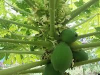 Red Lady Papaya Plant