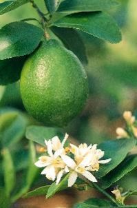 Seedless Lime Plant