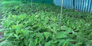 Tissue Culture Banana