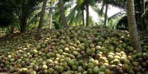 Coconut Water