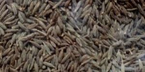Cumin Seeds