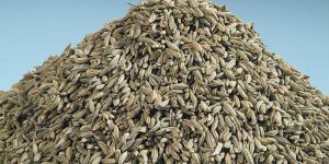 Fennel Seeds