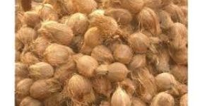 Semi Husked Coconuts