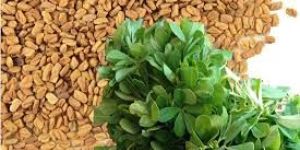 Fenugreek Seed