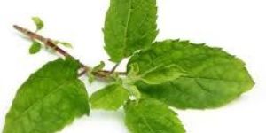Holy Basil Leaves