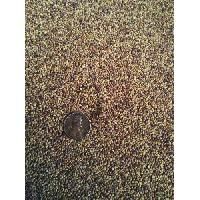 Clover Seed