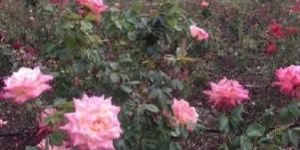 Indian Rose Plants