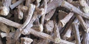 Giloy Roots