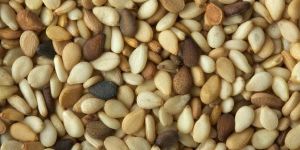 Oil Seeds