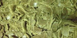 Cotton Seed Oil Cake