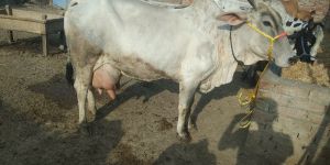 Haryana Cow