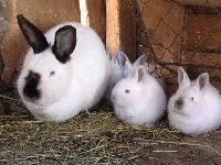Breed Rabbits