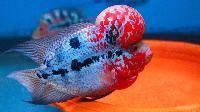 Flower Horn Fish