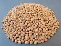 Arhar Seed