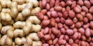 Indian Groundnuts