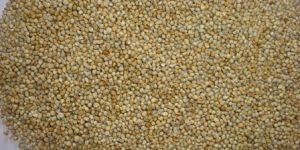 Millet Seeds