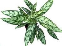 Foliage Plant