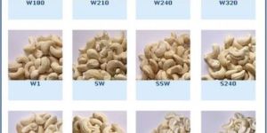Processed Cashew Nuts