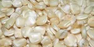 Maize Seeds