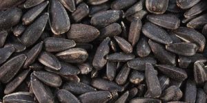 Sunflower Seeds