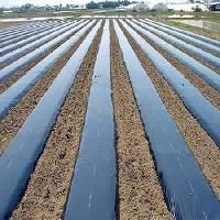 Biodegradable Mulch Film