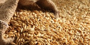 Barley