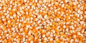 Corns