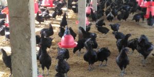 Kaddaknath Chicks