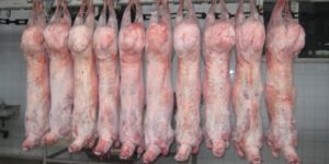 Frozen Mutton Carcass