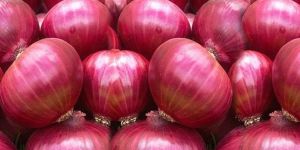Onion