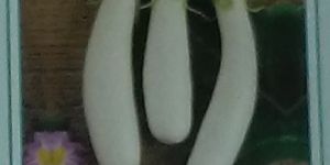 F1 Yash-45 Fresh Brinjal seed