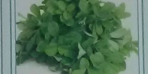Mehak Fresh Fenugreek Leaves