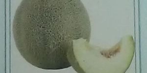 Yash Hara Madhu Fresh Muskmelon