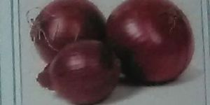 Nasik Fresh Onion Seed