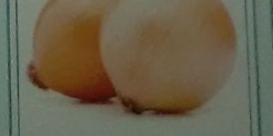 Yash Fursungi Fresh Onion