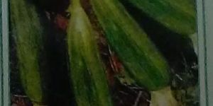 Mohini Fresh Sponge Gourd Seed