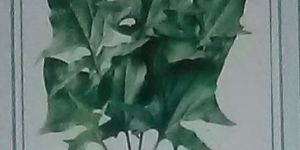 Trishul Fresh Spinach Seed