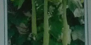 Shyam Fresh Sponge Gourd Seed