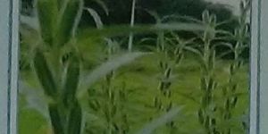 Yash-755 Sesame Seeds