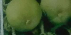 Yash-Raj Fresh Tinda seed