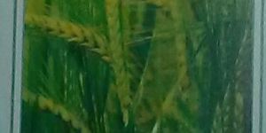 Suraj-300 Wheat Seeds