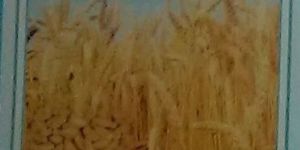 Swaraj-101 Wheat Seeds