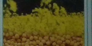 Shuviourna-115 Yellow Mustard Seeds