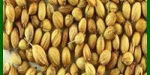 Coriander Seeds