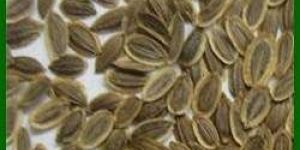 Dill Seeds